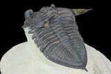 Bumpy Zlichovaspis Trilobite - Lghaft, Morocco #89283-3